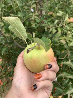 Apple Picking 10/2/21