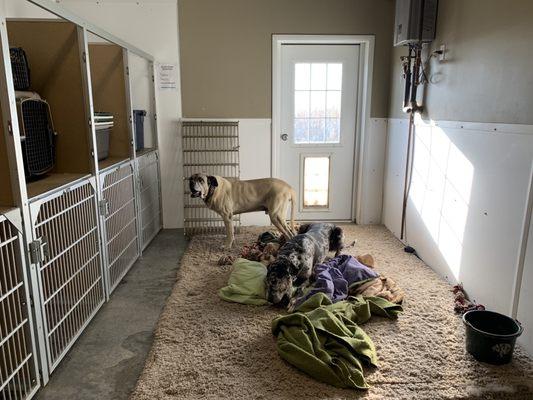 Drying kennels/big dog room