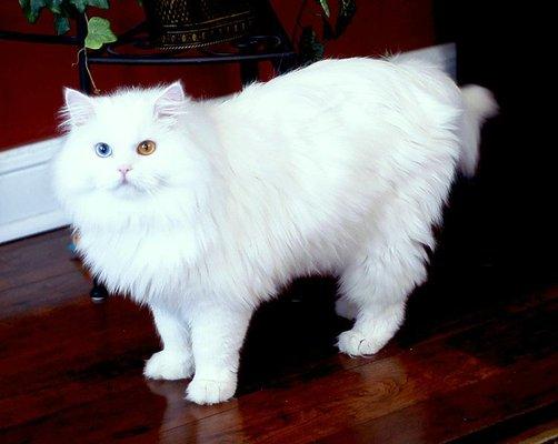 Cubby, doll faced Persian with two different colored eyes. Rare but with no adverse sight affliction.