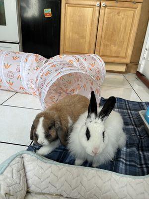 Two rabbits