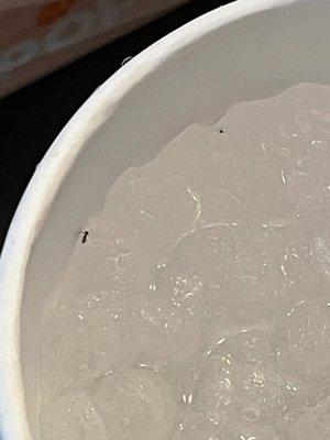 Dead ants in a cup