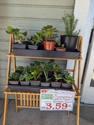 Small potted plant rack in front.