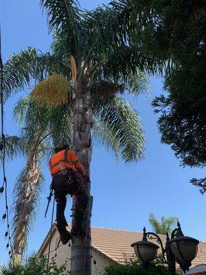 Nolasco Landscaping & Tree Services