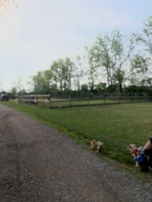 Fenced pet playground