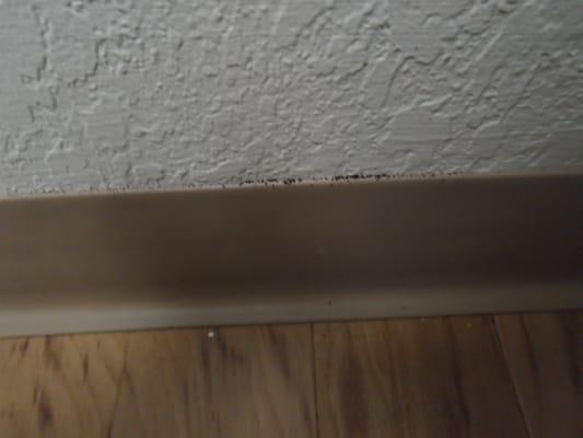 Insect fecal matter on the baseboard