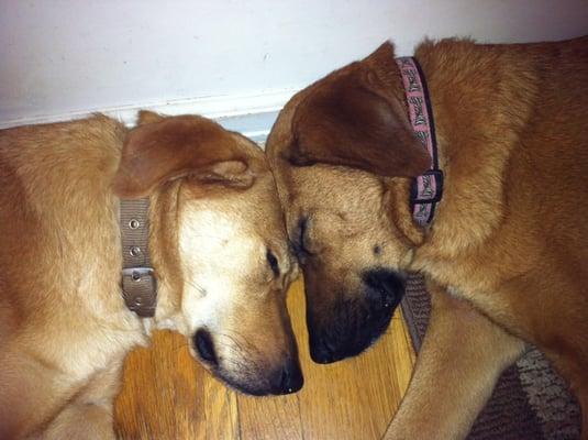 Sisters with a great health plan at Wayne Animal Hospital