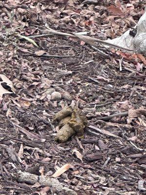 A big pile of poop!