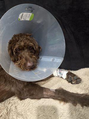 My hurt puppy after his second unnecessary surgery