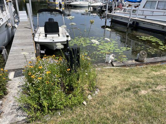 Plantings near docks