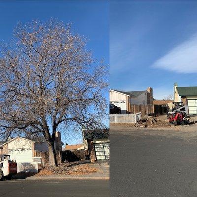 Locust tree removal about 55 ft tall, with a 3 ft wide stump that was removed  to extend concrete slap