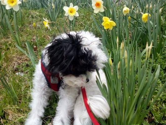 Wrigley's a spring pup!