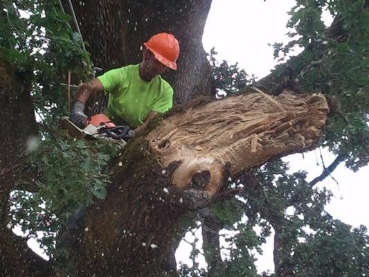 Removing a large damaged limb off a large Black Oak Tree. We removed dead branches also out of the whole tree.