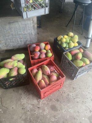 Several varieties of mangoes we picked on the tour