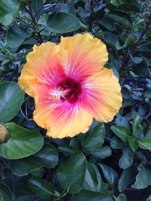 Fiesta Hibiscus