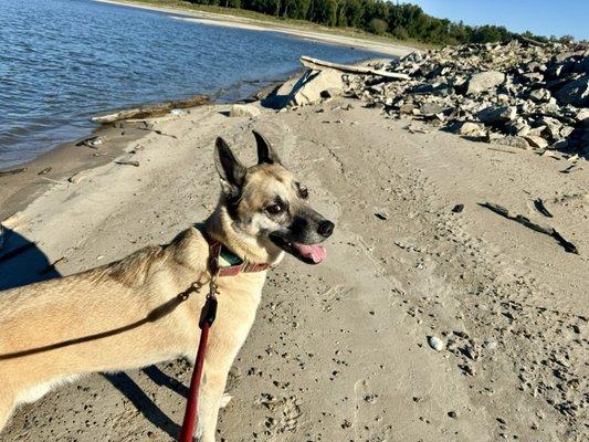 Loki hiking at Chouteau Island.