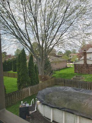 4/1/2024 photo of Silver Maple Tree that has seeds + helicopters that are a mess in the pool. Thanks Tree Surgeon for Trimming.  11/27/2023