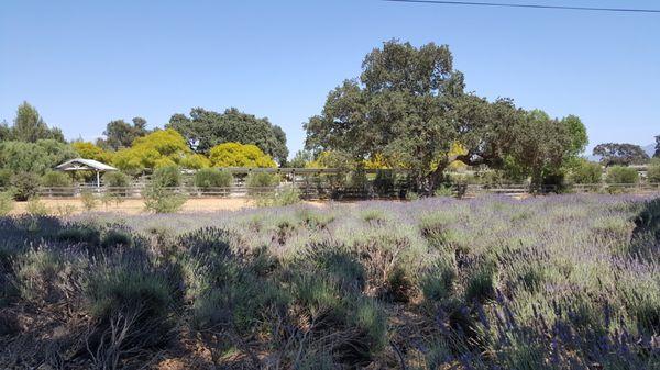 View of lavender