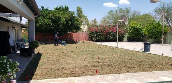 Dethatching, second time, different pattern