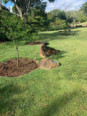 Many fruit trees