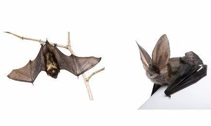 Indigenous to New Jersey, you will find little and big brown bats. They are the only mammals in the animal kingdom that can f...