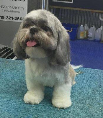 Shih-Tzu by Jill