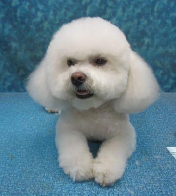 Shawnee - Bichon w/long ears