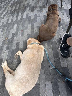 Pups enjoying the patio