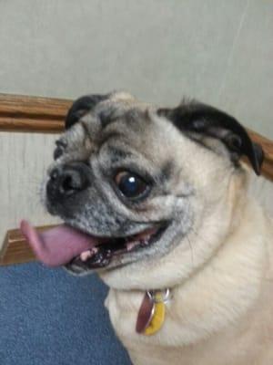 Pugzilla waiting for Dr Grey and his nail trim