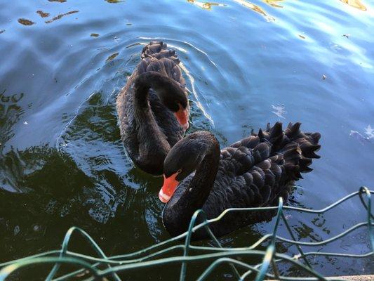 The beautiful black swans