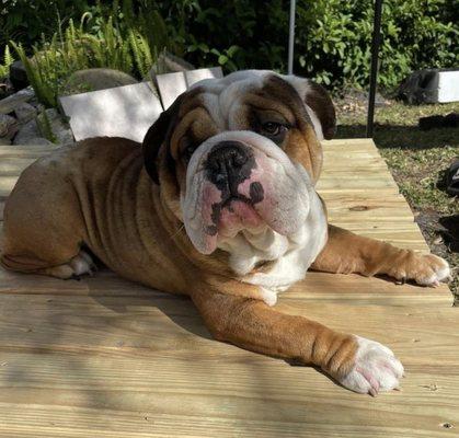 English Bulldog