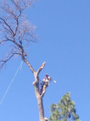 Oak removal Redding California