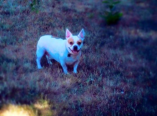 My most shy client smiling after a fun game in the yard. He loves to chase me!