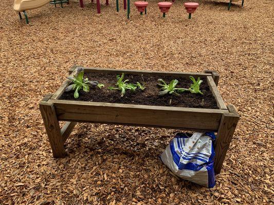 How long will our lettuce grow before Florida heat makes it bolt?  We were able to eat some!