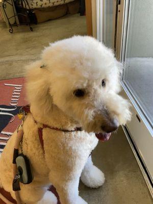 Molly doodle got groomed