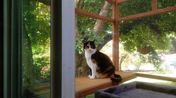 Happy grumpy faced calico in the catio watching all the birds.