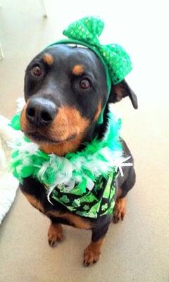 Puppy party day! Happy St. Pattie`s.