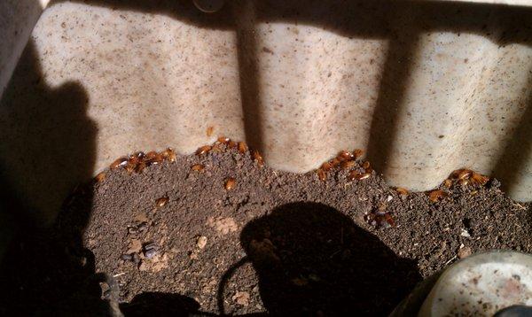 Roaches like water meter boxes and irrigation valve boxes. Peacock Pest Solutions treat these area on a regular basis.