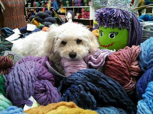 Squeeky - the Top Dog at Yarn & Thread Expressions!