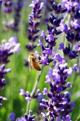 Bee on Lavender.