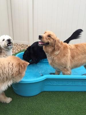 Pups in one of our 8 pools on Doggie safe turf!