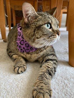 Chowder in her new bandana!