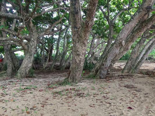 Pu'u Poa Beach