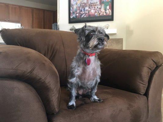 Her Fur became whitish/grayish after puppyhood.