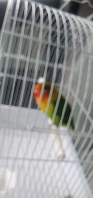 My love bird