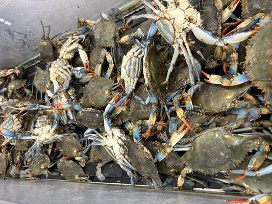 Live blue crabs