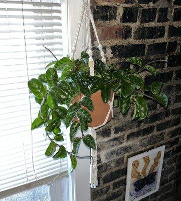 "Krinkle" Hoya Pet safe hanging plant