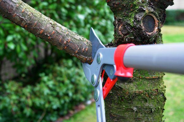 Tree Trimming specialist