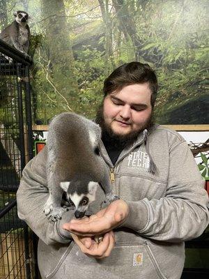 Feeding the lemur