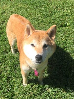 Charlie the Shiba