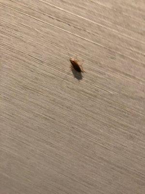 Roach chilling on walls